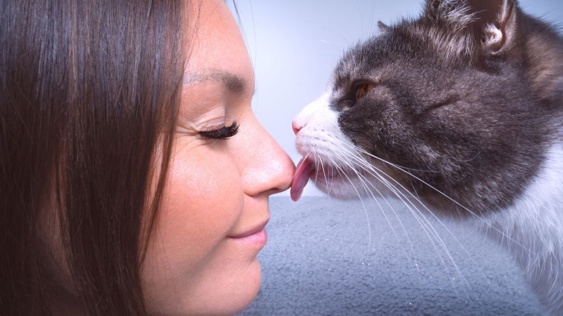 12 comportements étranges de votre chat qui prouvent son amour