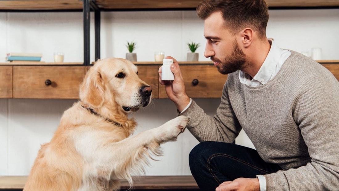 Le cocktail vitaminé qui fait courir votre chien senior comme un fou