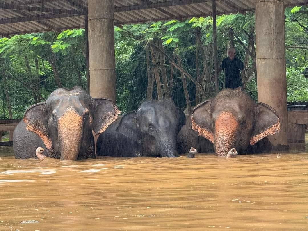 Innondations en Thailande: 2 éléphants meurent noyés, 9 autres toujours en danger