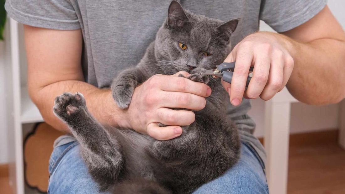 Ce vétérinaire nous explique comment couper les griffes de notre chat en 5 minutes chrono