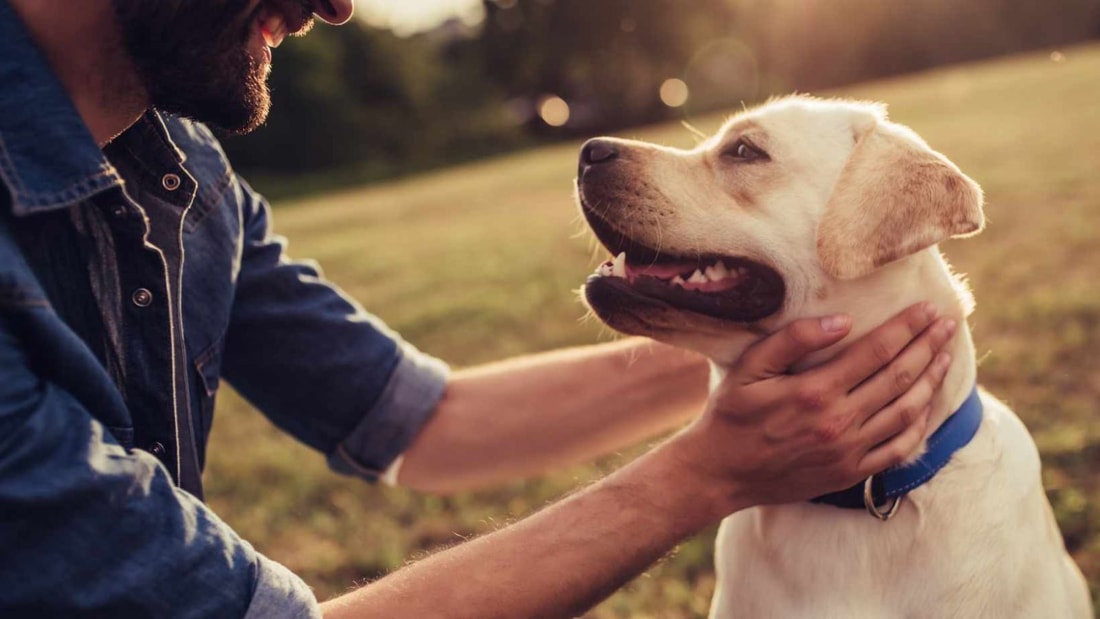 15 minutes par jour : le secret pour un chien 100% épanoui