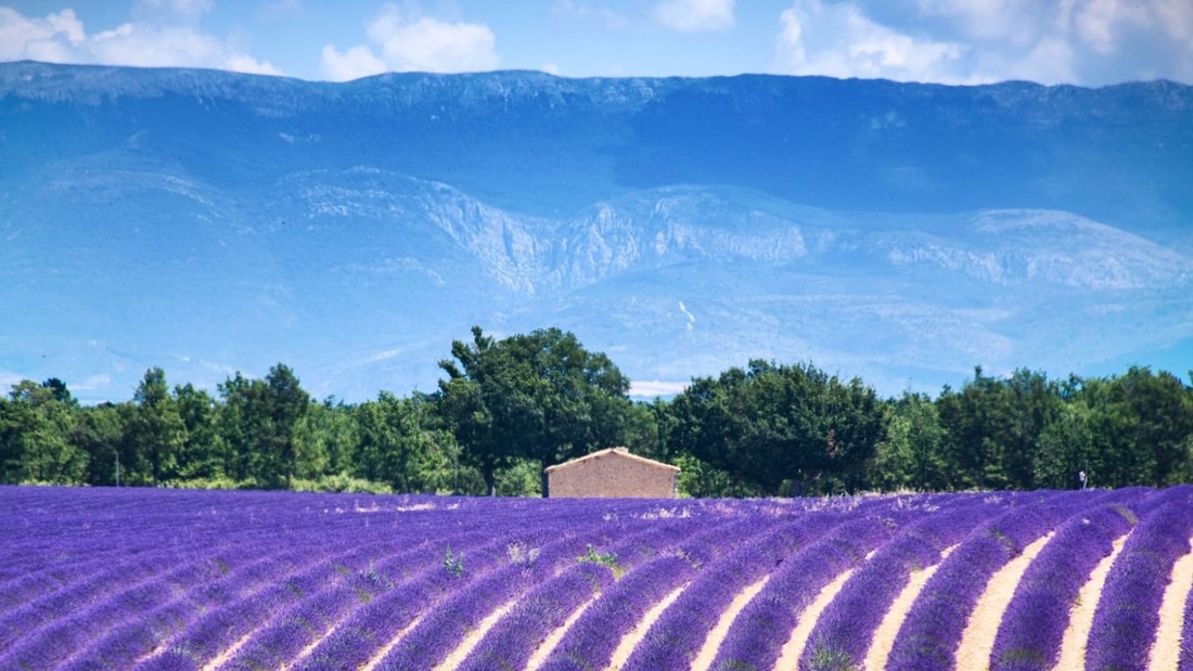 Découvrez ce plateau provençal de 800 km² où l'air est constamment parfumé