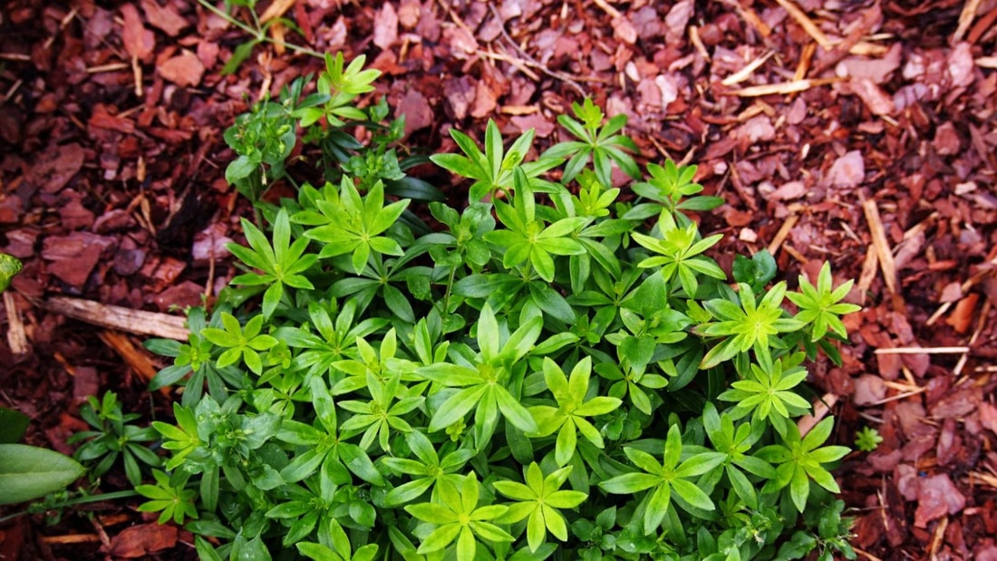 L'aspérule odorante, le secret des sous-bois pour une digestion apaisée