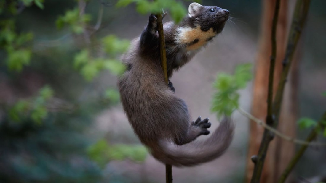 Quel est cet animal surnommé le fantôme brun qui hante nos forêts