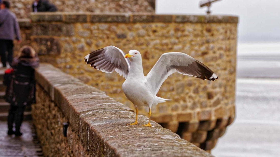 300 espèces d'oiseaux migrateurs: la biodiversité exceptionnelle du Mont Saint-Michel