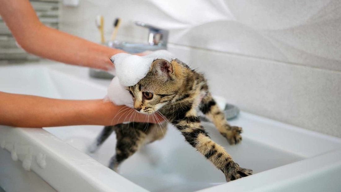 Pourquoi les chats ont peur de l'eau ? Seulement 5% adore nager