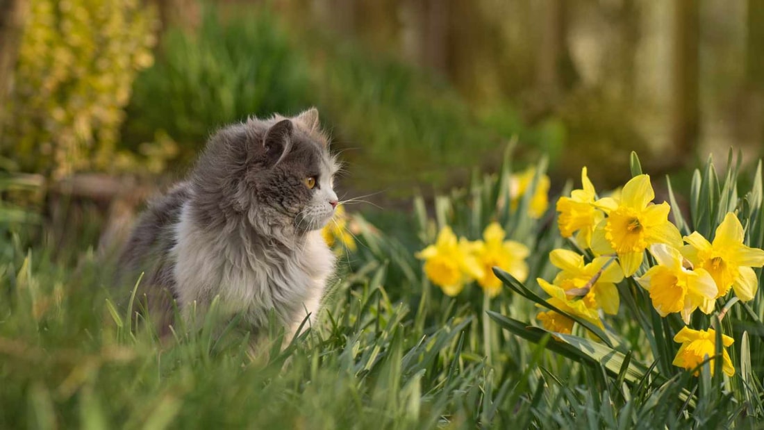 5 plantes mortelles pour votre chat : la n°3 est dans 80% des maisons