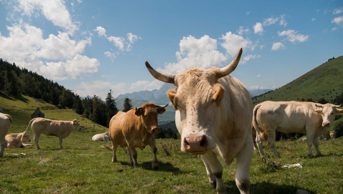 À 950 m dans les Pyrénées, ce village de 81 habitants abrite des fresques du XVIe siècle