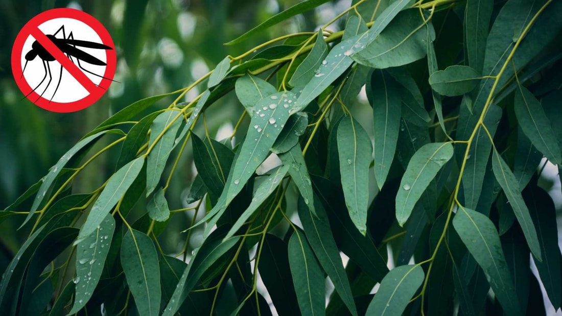 6 plantes anti-moustiques indispensables pour votre balcon ou terrasse