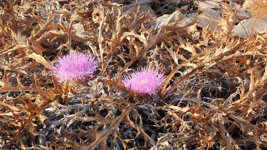 Chardon à glu : la plante sauvage qui détoxifie votre foie en profondeur