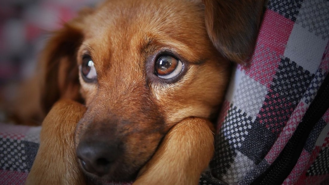 87% des maîtres confirment : leur chien les aide à mieux vivre les coups durs