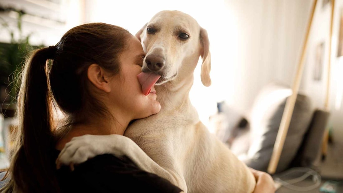 Pourquoi votre chien vous lèche sans arrêt (et ce n'est pas juste pour le goût) !