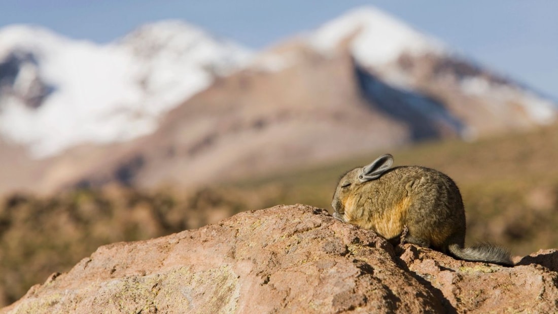 L'animal de compagnie qui offre un moment zen quotidien aux Français stressés