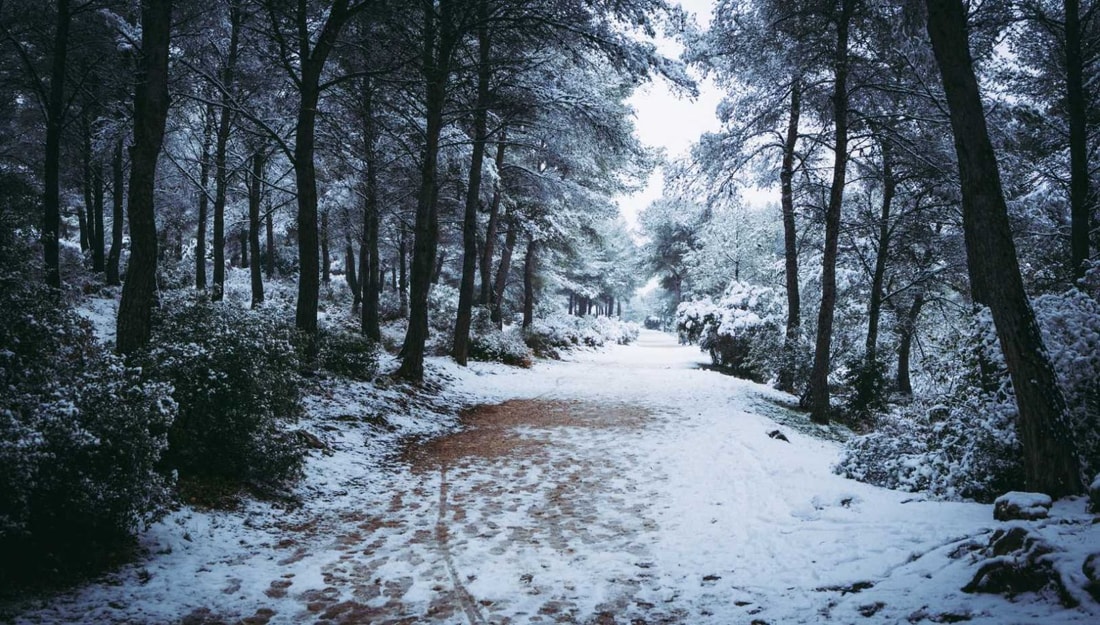 7 forêts françaises 100% enneigées à explorer cet hiver