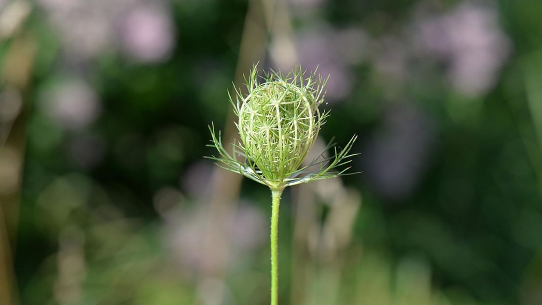 Ballonnements, flatulences : la solution naturelle se trouve dans le carvi