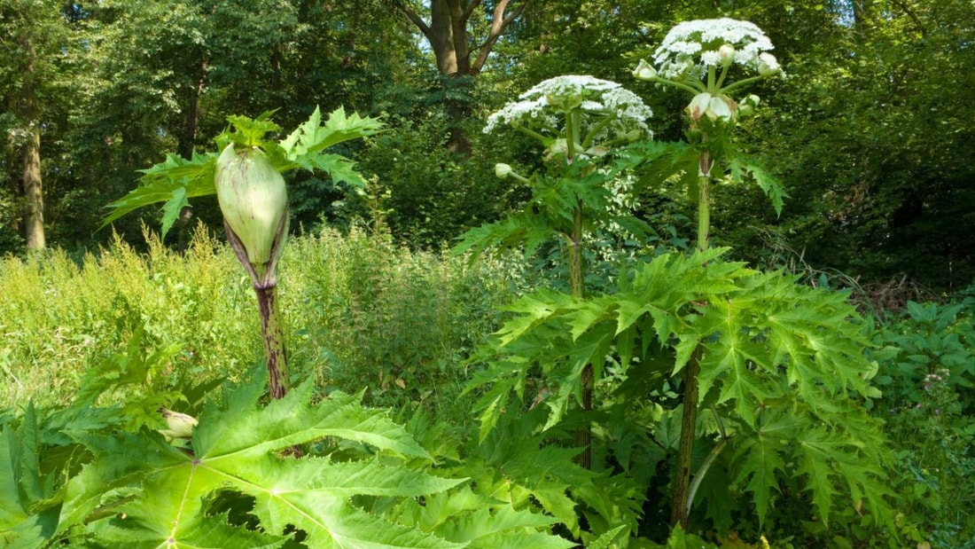 Le secret des couples épanouis : cette plante sauvage du printemps qui booste la libido