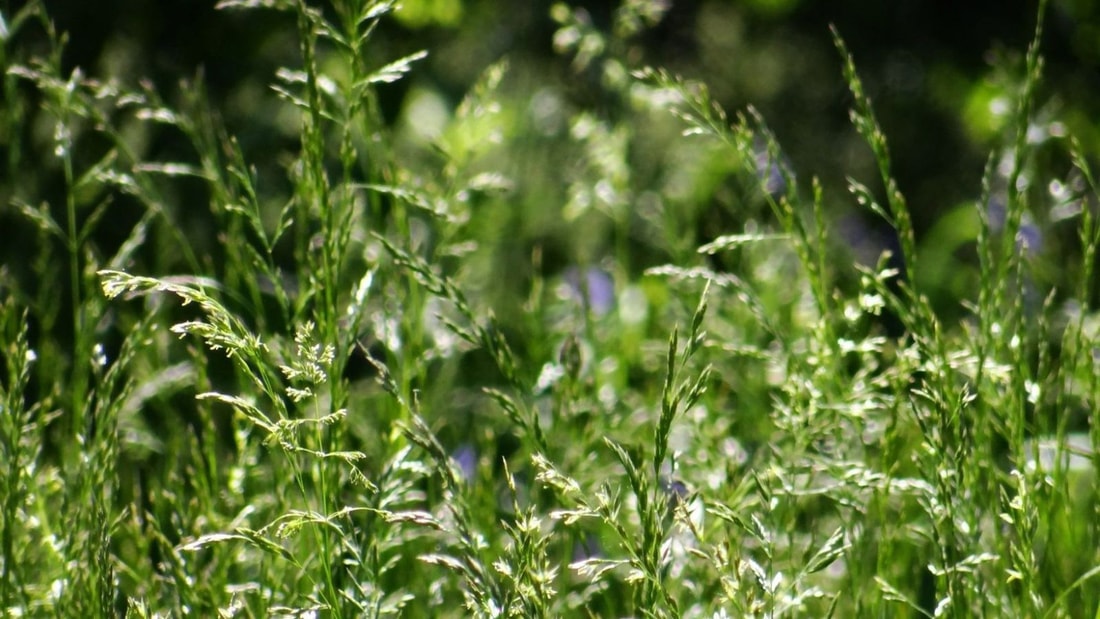 Rétention d'eau : l'herbe aux perles, votre alliée minceur insoupçonnée