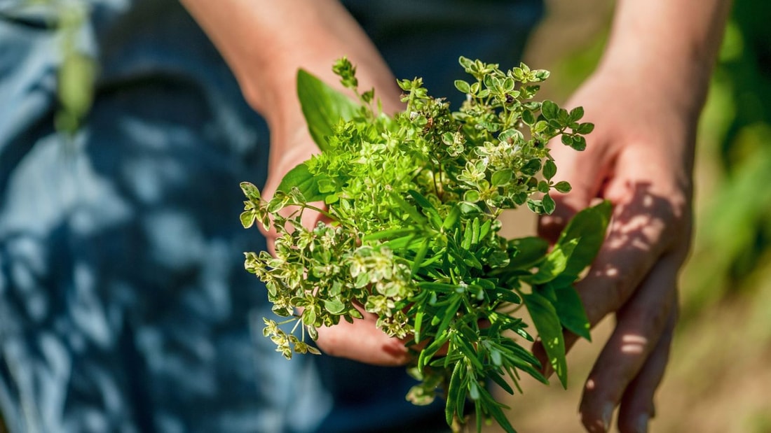 Maigrir gourmand : ces herbes qui vous veulent du bien