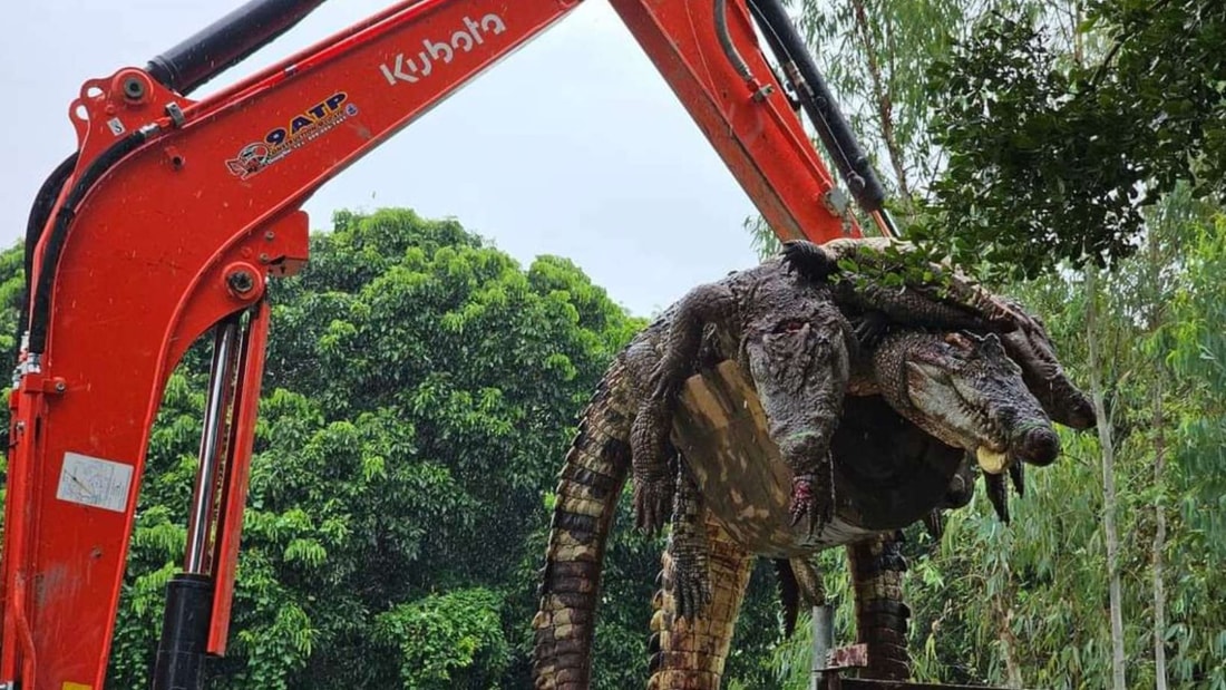 Thaïlande inondations : Un fermier tue ces 125 crocodiles pour sauver son village