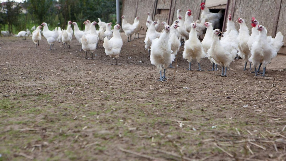 Le poulet AOP de Bourg-en-Bresse: 4 mois d'élevage pour 10m² d'espace par volaille