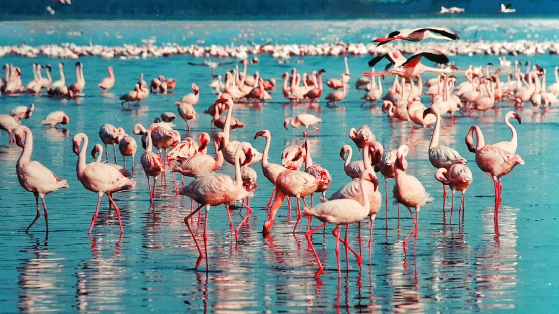 20 000 flamants roses en Camargue : le spectacle hivernal à ne pas manquer