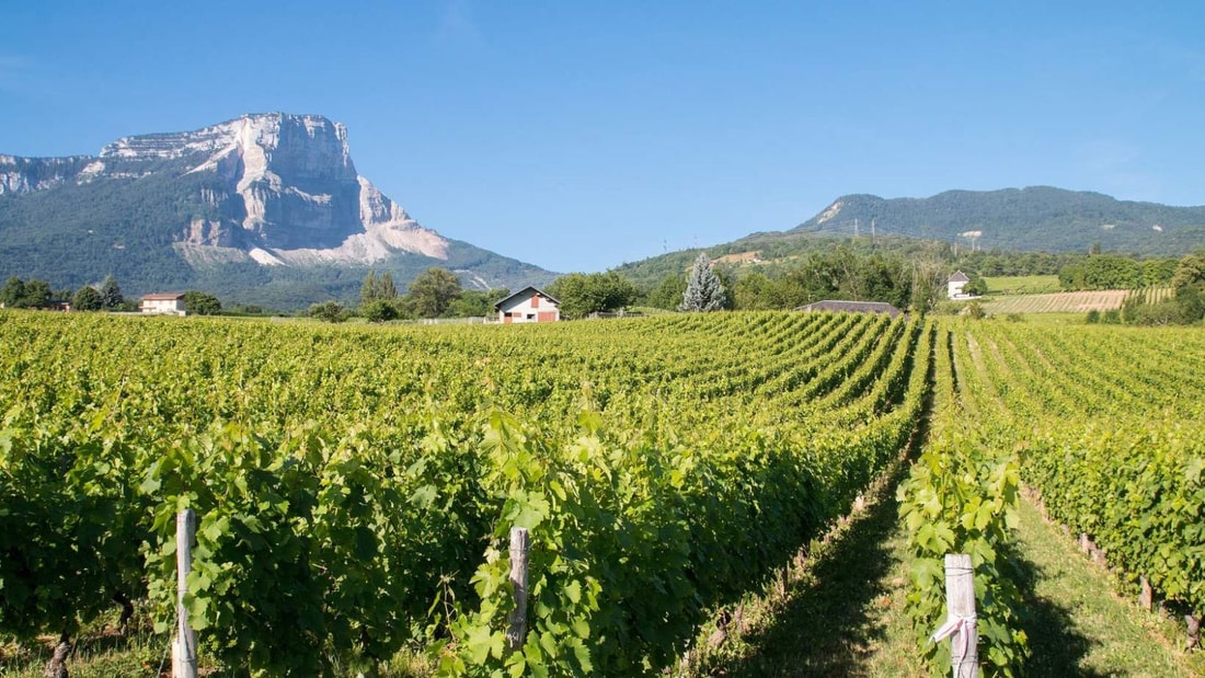 130 plantes dans 1 liqueur : les secrets de la Chartreuse près de Vienne