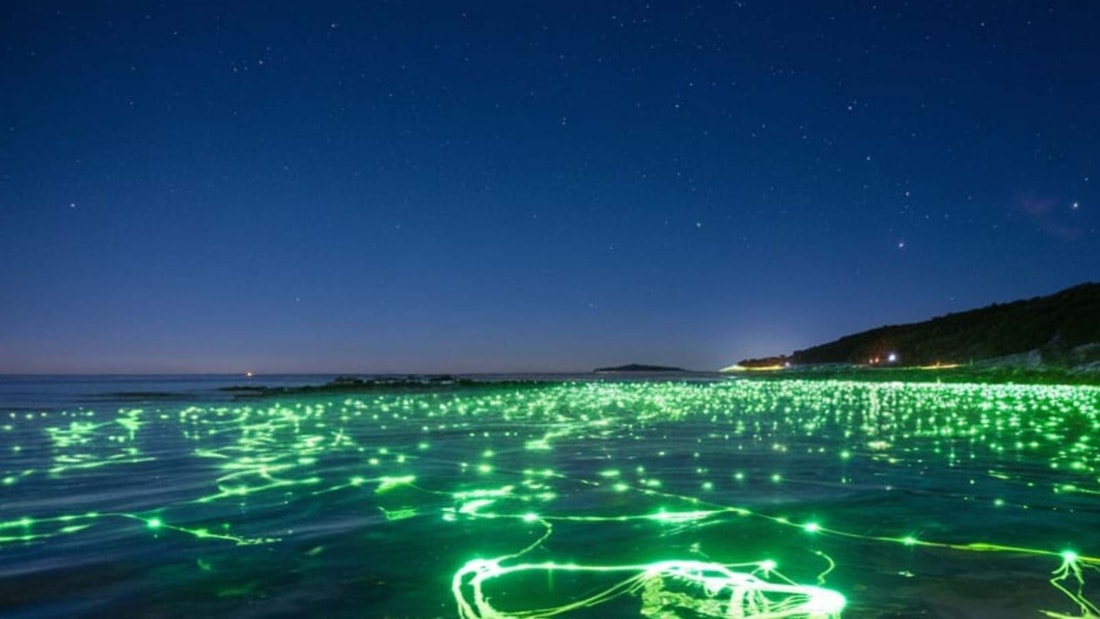 Micro-algues bioluminescentes : le phénomène naturel qui illumine La Baule la nuit