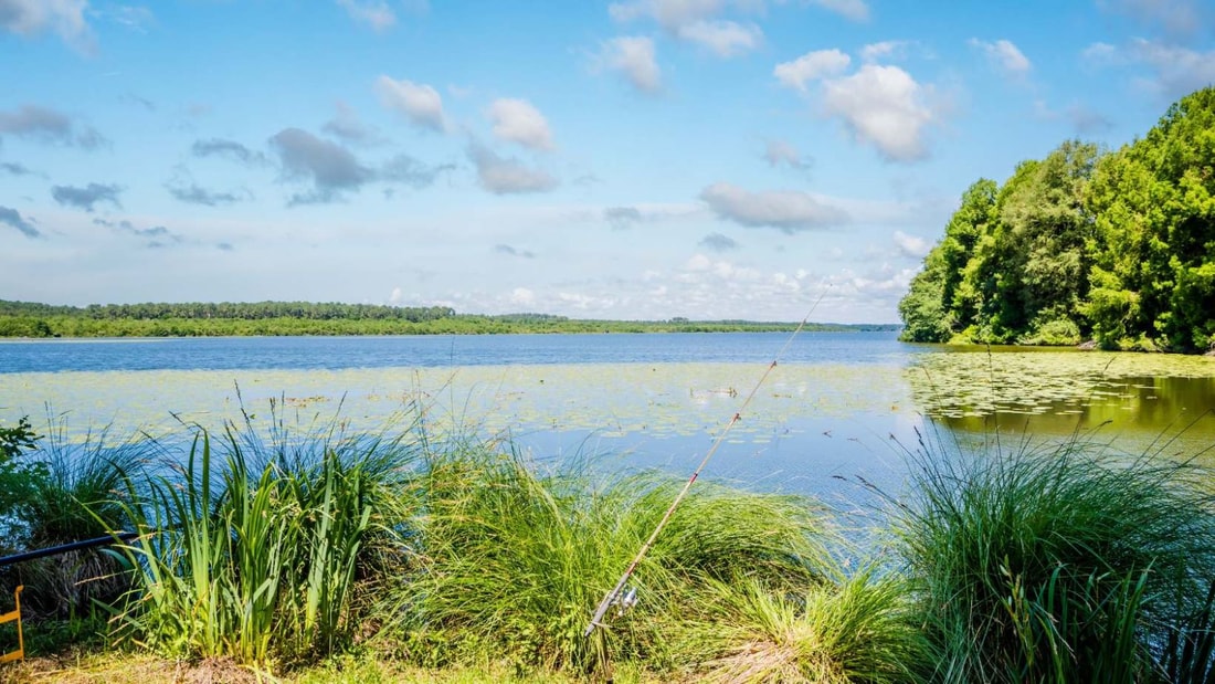 Ce plan d'eau landais de 380 ha abrite 5 espèces rares dont la cistude d'Europe