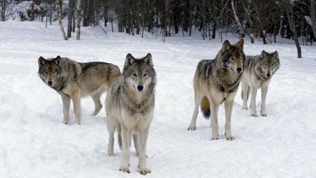 Sur 20 km de sentiers, partez sur les traces des loups dans la poudreuse