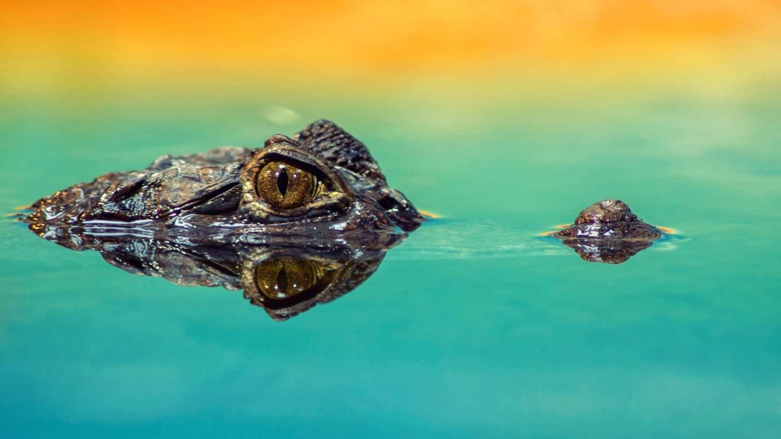 10 000 crocodiles règnent en maîtres dans les eaux de Kakadu (Australie)