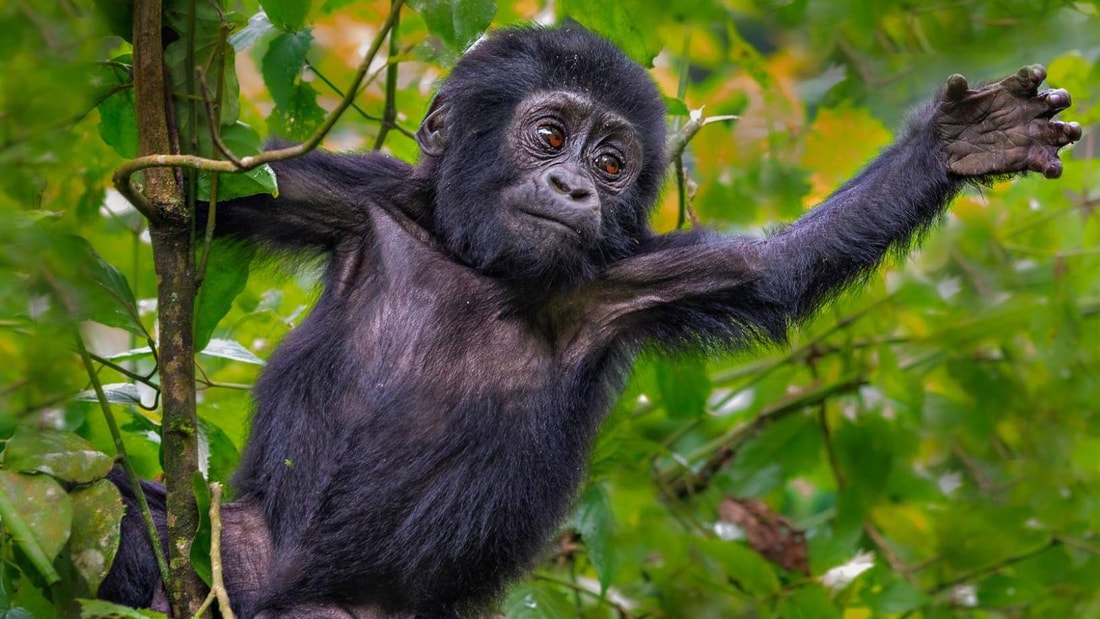 À la rencontre des derniers gorilles de montagne d'Afrique