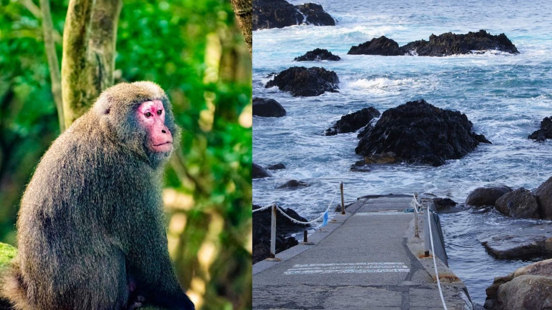 Découvrez Yakushima, l'île des singes où il pleut 30 jours par mois