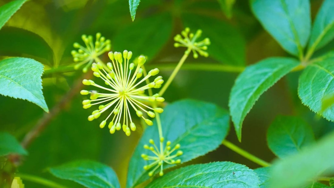 Stress et performances : Ce ginseng de Sibérie qui résiste à -50°C est la solution