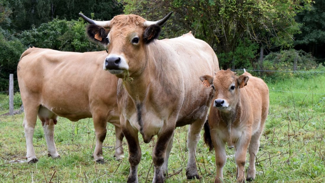 L'Aubrac en chiffres : 1469m d'altitude, 5 villages authentiques et 1000 ans d'histoire