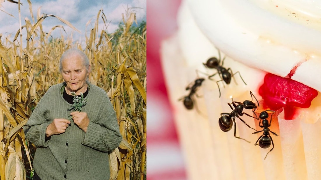 La recette miracle de ma grand-mère pour éliminer les fourmis en 24h