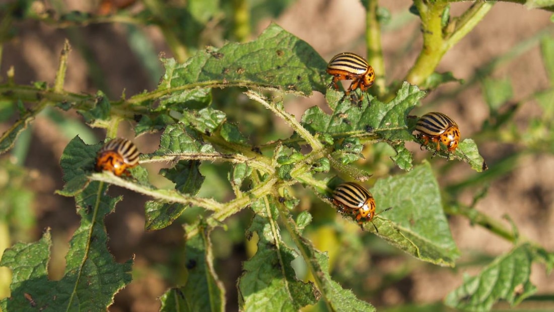 Le remède de ma grand-mère pour un potager sans doryphores