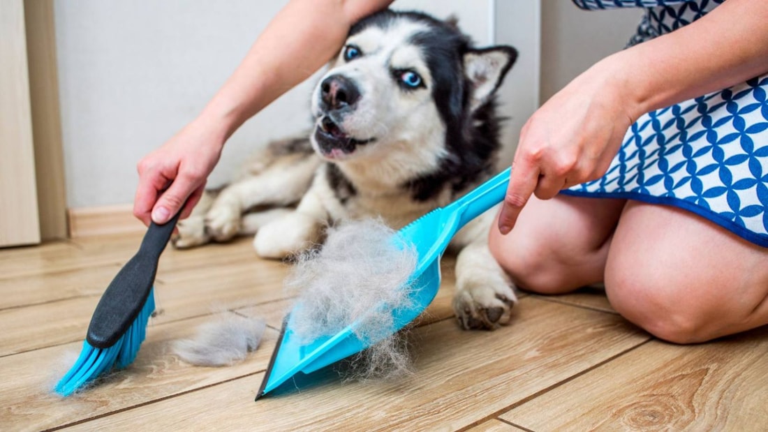 Ce remède de grand mère empêche votre chien de perdre ses poils à vue d'œil