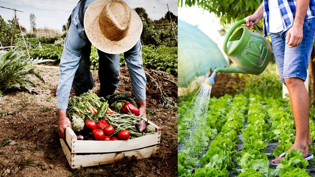 Grâce aux conseils d'arrosage de ce maraîcher, mes tomates n'ont jamais été aussi belles