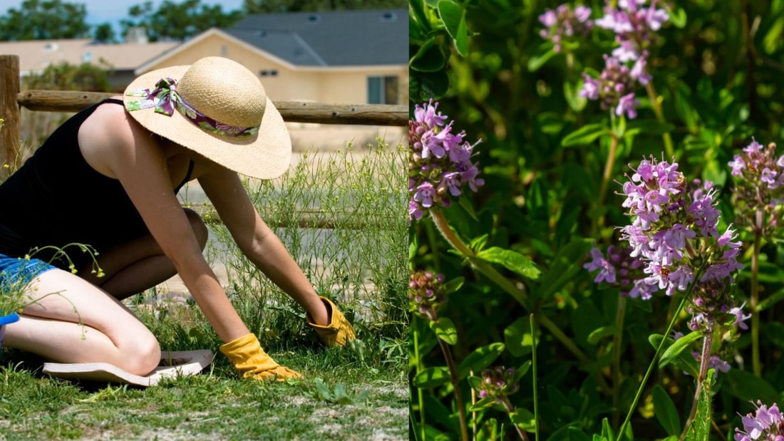 Marre d'arracher les mauvaises herbes ? Cette plante est le secret des jardiniers malins