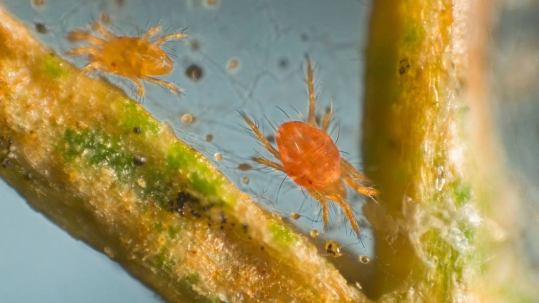 Araignées rouges : 15 remèdes de grand-mère pour s'en débarrasser au jardin