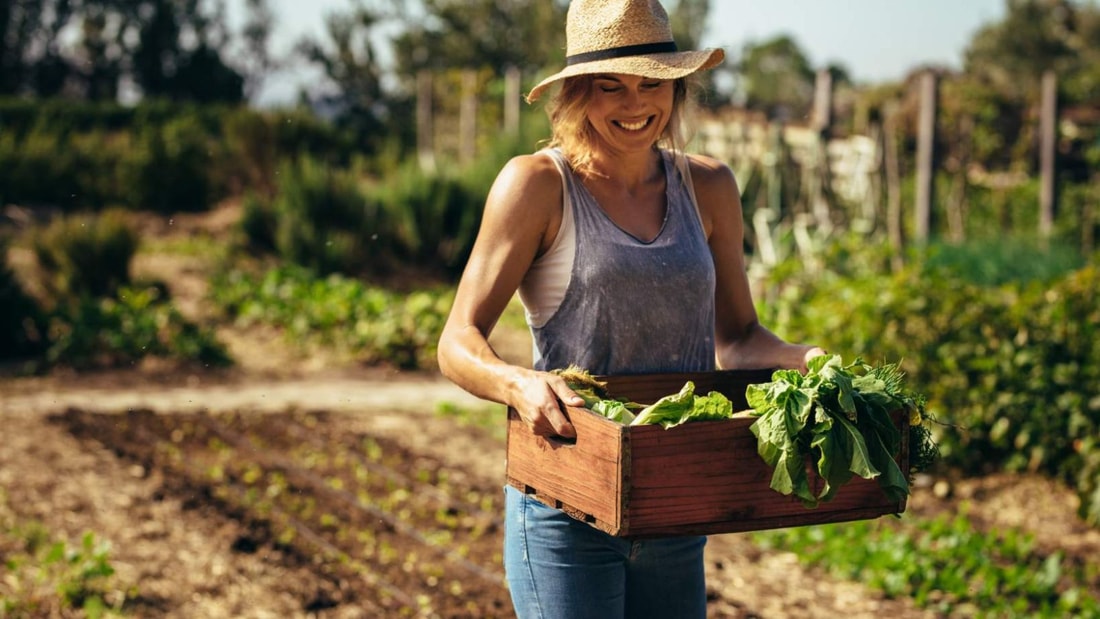 Que planter en juillet pour prolonger les récoltes jusqu'à l'automne ?