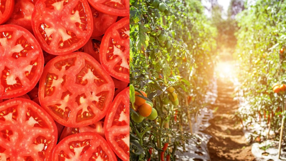 Obtenez jusqu'à 2 kg de tomates par pied grâce au secret de mon grand père