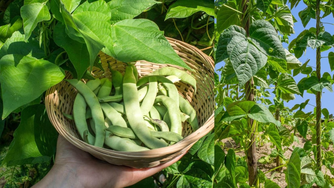 Récoltez jusqu'à 5 kg d'haricots par mètre carré grâce à ces 3 astuces méconnues