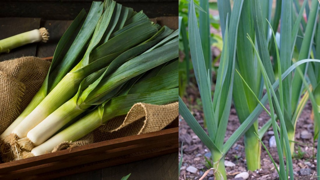 Repiquez vos poireaux en juillet : 5 gestes essentiels pour des légumes sains et vigoureux