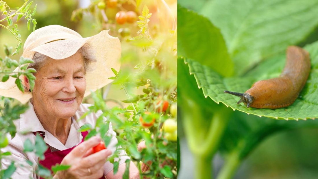 Ces plantes aromatiques et légumes sont toxiques pour 90% des limaces