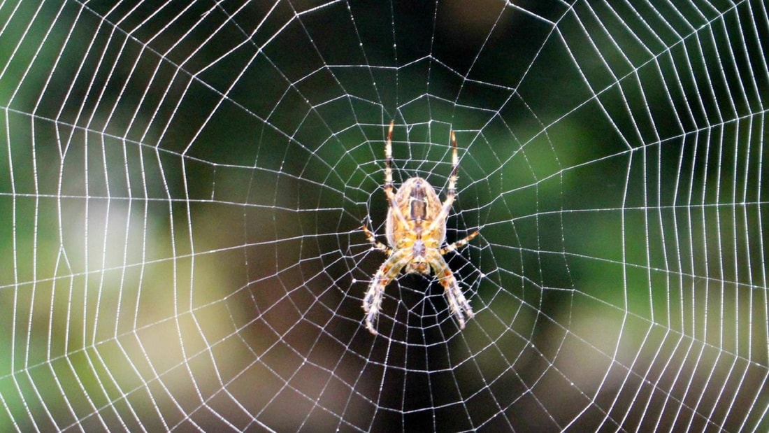 12 secrets de grands-mères pour une maison sans araignées