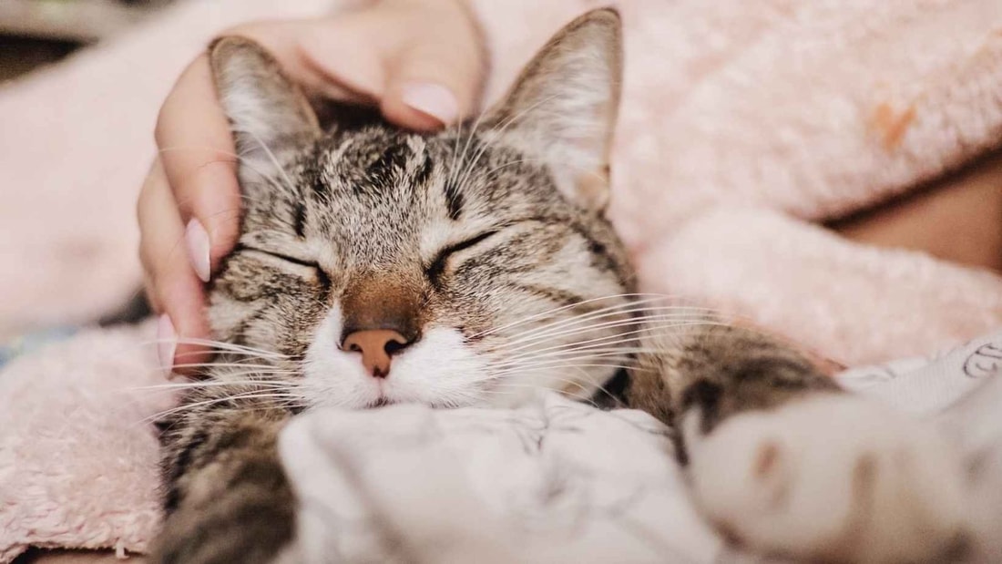 Le ronronnement, 2 fois plus efficace qu'une séance de méditation pour réduire le stress