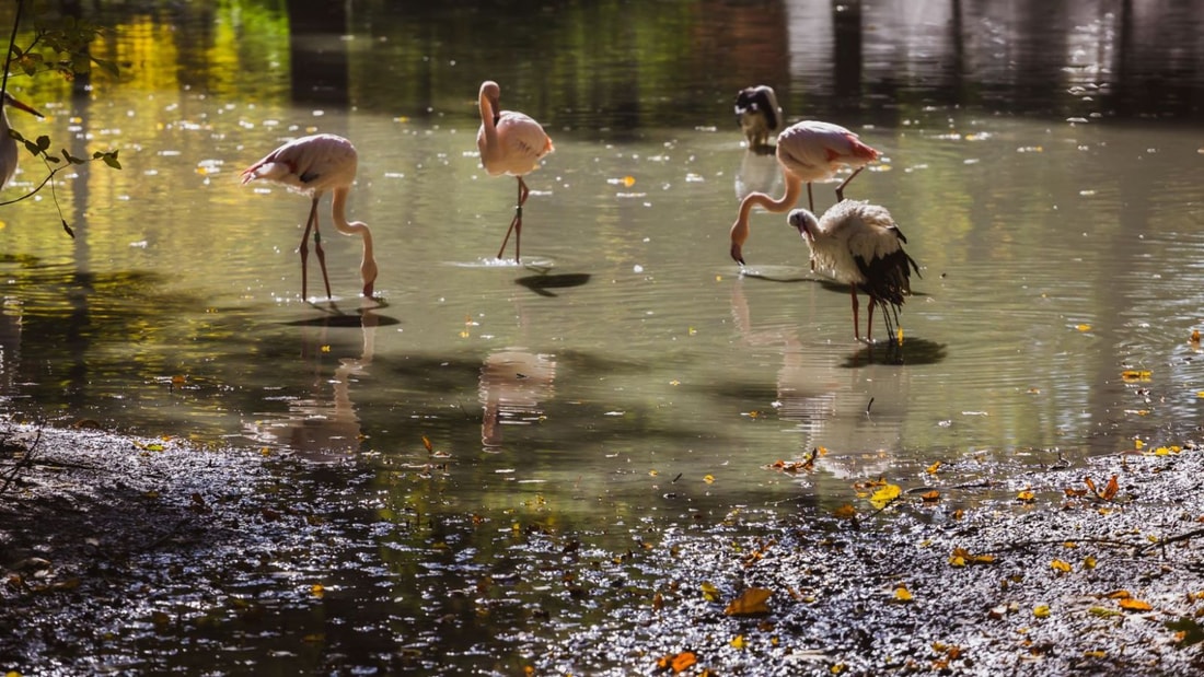 1000 hectares de biodiversité à 1h de Paris, paradis automnal pour 200 espèces d'oiseaux