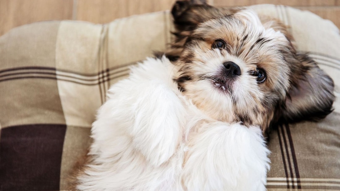 Top 10 des chiens d'appartement : le n°6 va vous surprendre !