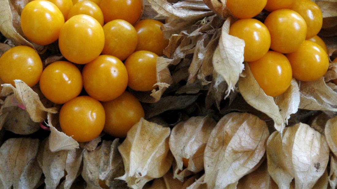 Ce petit fruit rouge péruvien abaisse votre taux de sucre de 15% en 2 semaines